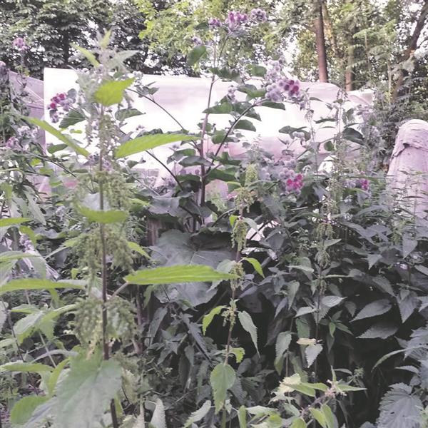 &Auml;&auml;rem&auml;rkusi linnaloodusest