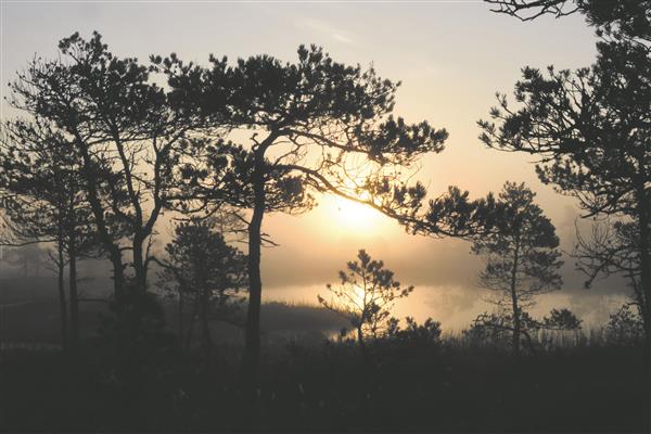 Essee Eesti märgist