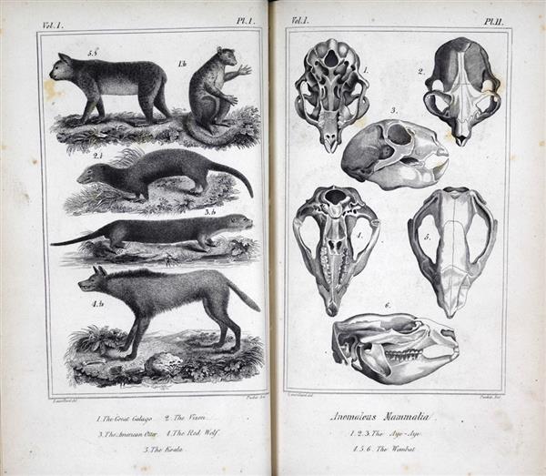 Otsides arengu algoritmi