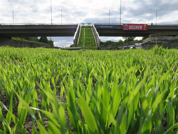 Kuidas sekkuda lõpetamata Lasnamäesse?