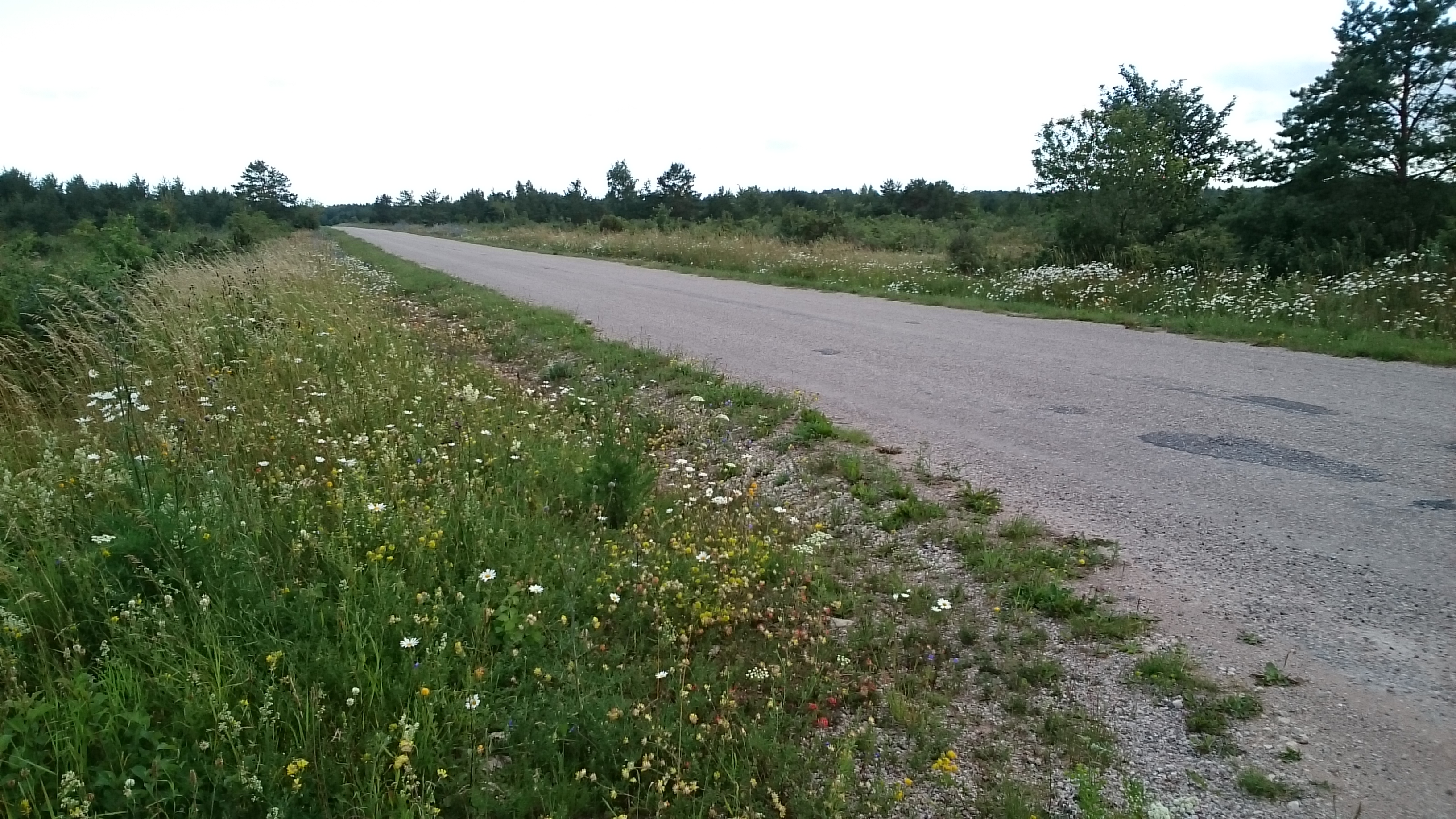 Kunagi nii tavalised „lihtsad põllulilled“ on niitude kadumise tõttu aina haruldasemad. Rajades ja soodustades liigirikkaid tee- ja põlluservi saame pakkuda olulist tuge niidukoosluste ohustatud elustikule, sealhulgas ka nii olulistele tolmeldajatele. Foto: Aveliina Helm