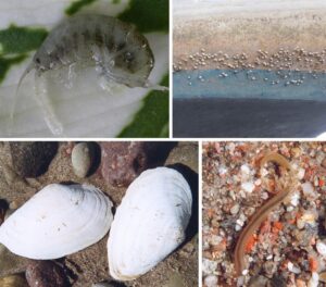 Läänemeres on alates aegade algusest registreeritud kokku 133 võõr- ja krüptogeenset liiki.Ülal vööt-kirpvähk (vasakul) ja tõruvähk laevakerel. All liiva-uurikkarp (vasakul) ja Virgiinia keeritsuss. Henn Ojaveer,