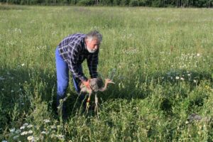 Aivar Leito laseb vabaks 2013. aasta suvel satelliitsaatjaga märgistatud Savimäe sookure. 