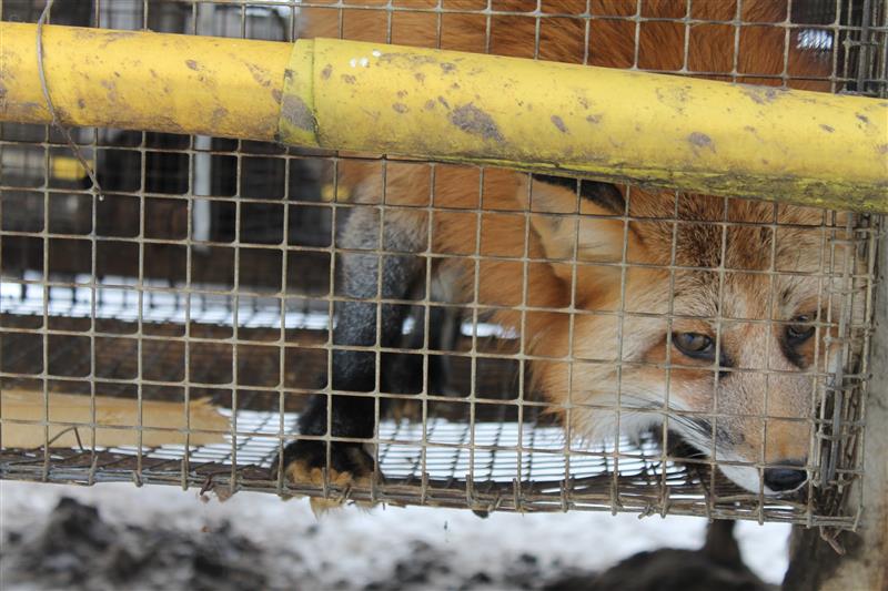 Kuidas tappa rebast?