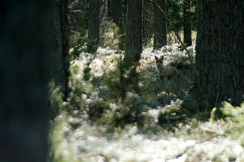 Vanasõna ütleb: metsa taga ei ole teist metsa