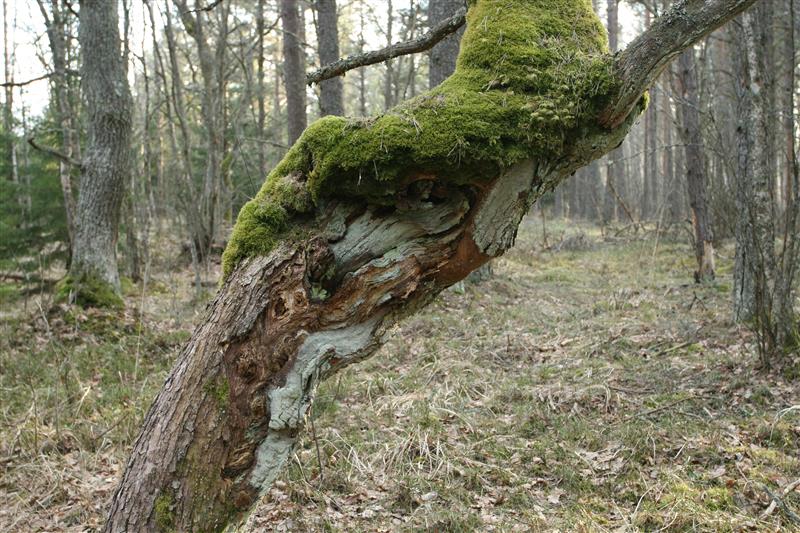 Puiduvarude säästlik kasutamine ja metsatööstuse plaanid ei lähe kokku