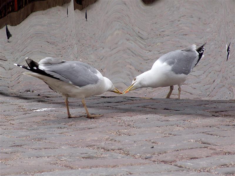 Rõõmustame, toidame, tõrjume ja kardame