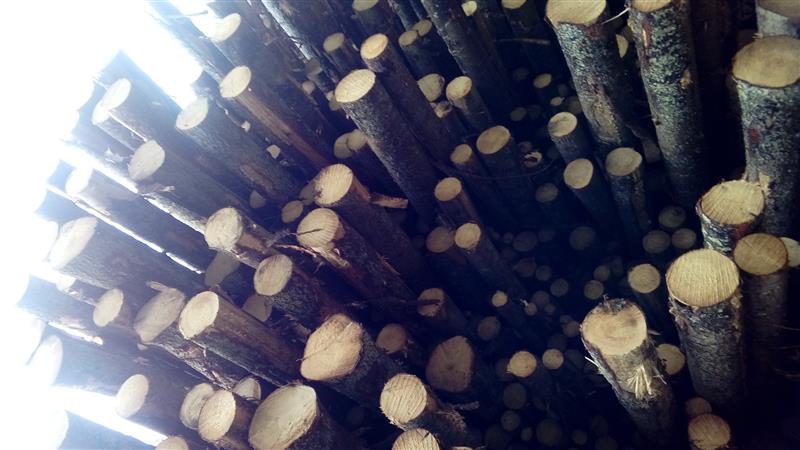 Mida on näidanud aasta metsapoleemikat