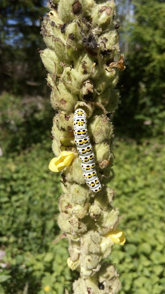 Kirju liblikamaailma radadel