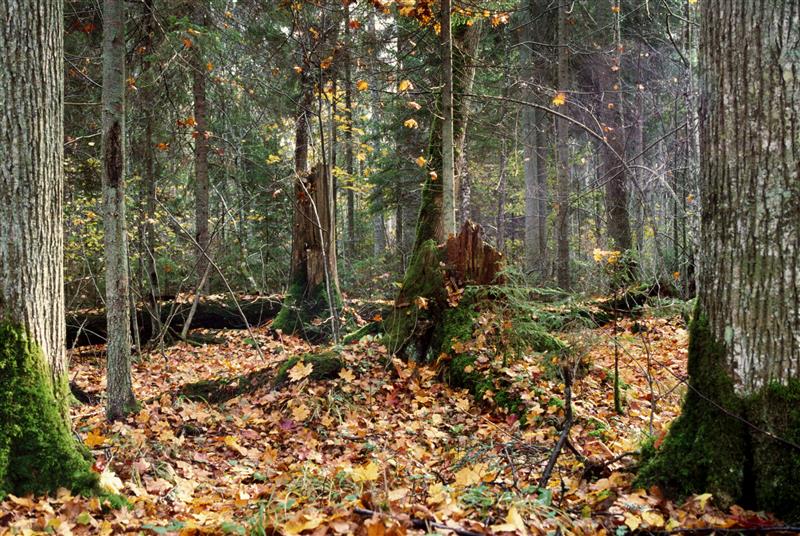 Loodusmets ja tulundusmets elurikkuse kandjana