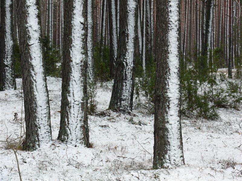 Ebavõrdsuse leevendamine
