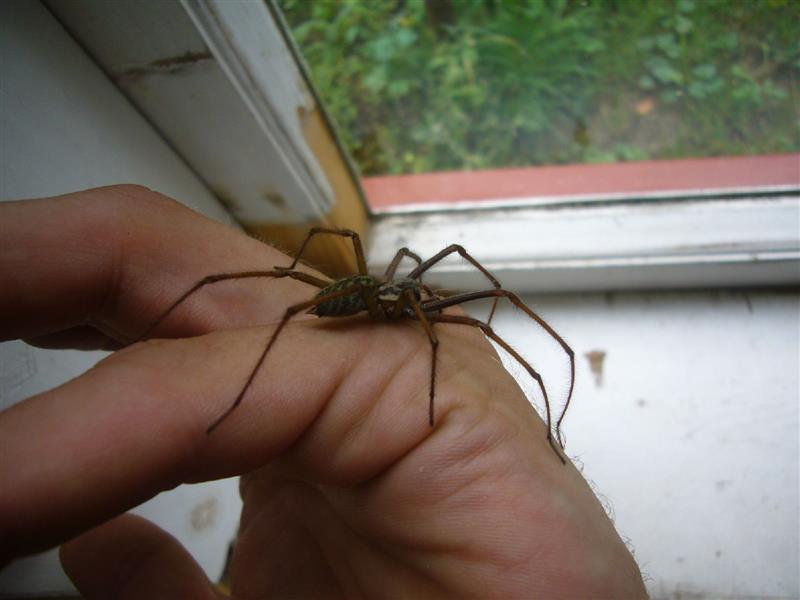 &Otilde;nnetoovad loomad