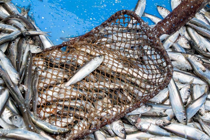 Üks festival – Maaelufestivalid ja elamusfestivalid