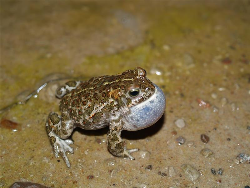 Sissejuhatus maailma päästmisse