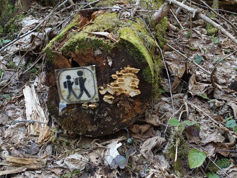 Kas eestlane armastab metsa?