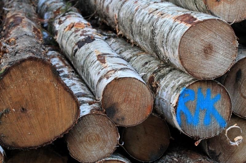 Kevadsuvine raierahu – kellele ja miks?