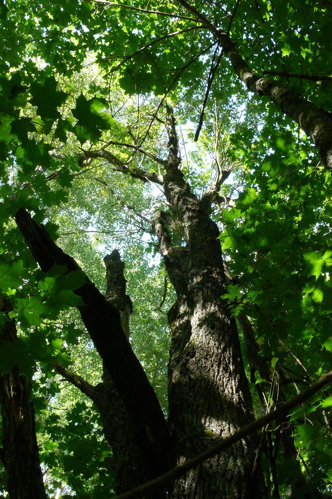 Metsapoleemika teine aasta: rägastiku võim