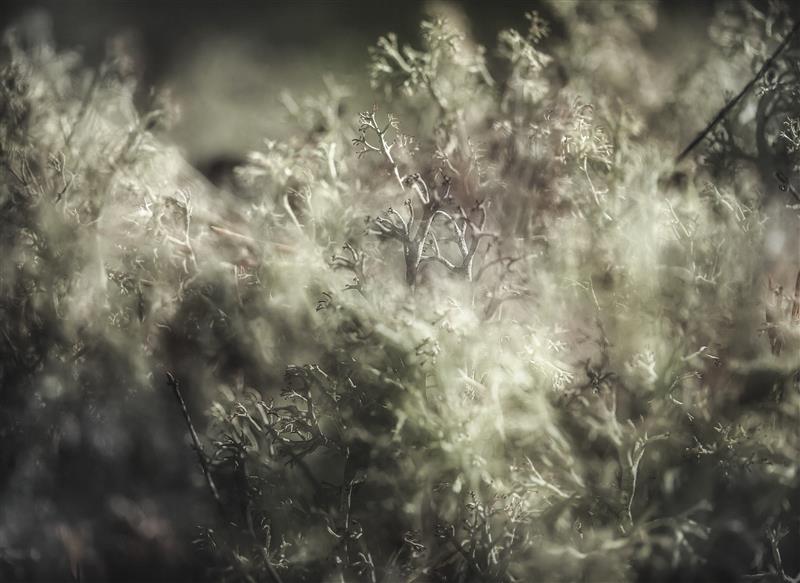 Sünapside ja emaplaadi mükoriisa