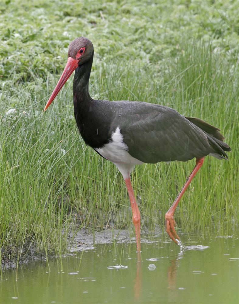 Meie kotkad kosuvad. Aga kuhu kaovad must-toonekured?