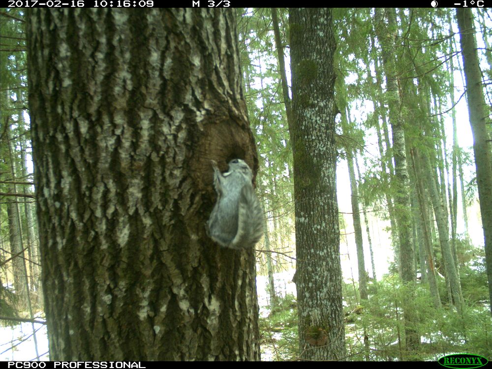 Mets kui põhiõigus?