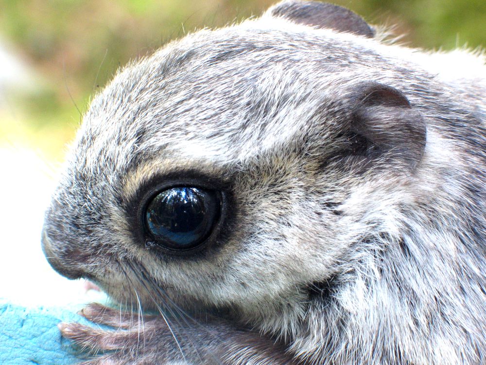 Metsanduse uus lendorava paradigma