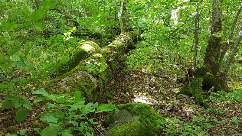 Loodus on meie kõigi hoida