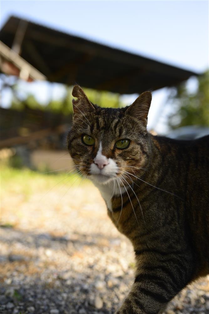 S&otilde;ber k&otilde;uts