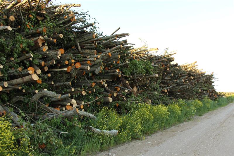 Metsapoleemika kolmandal aastal ronisid kollid kapist v&auml;lja