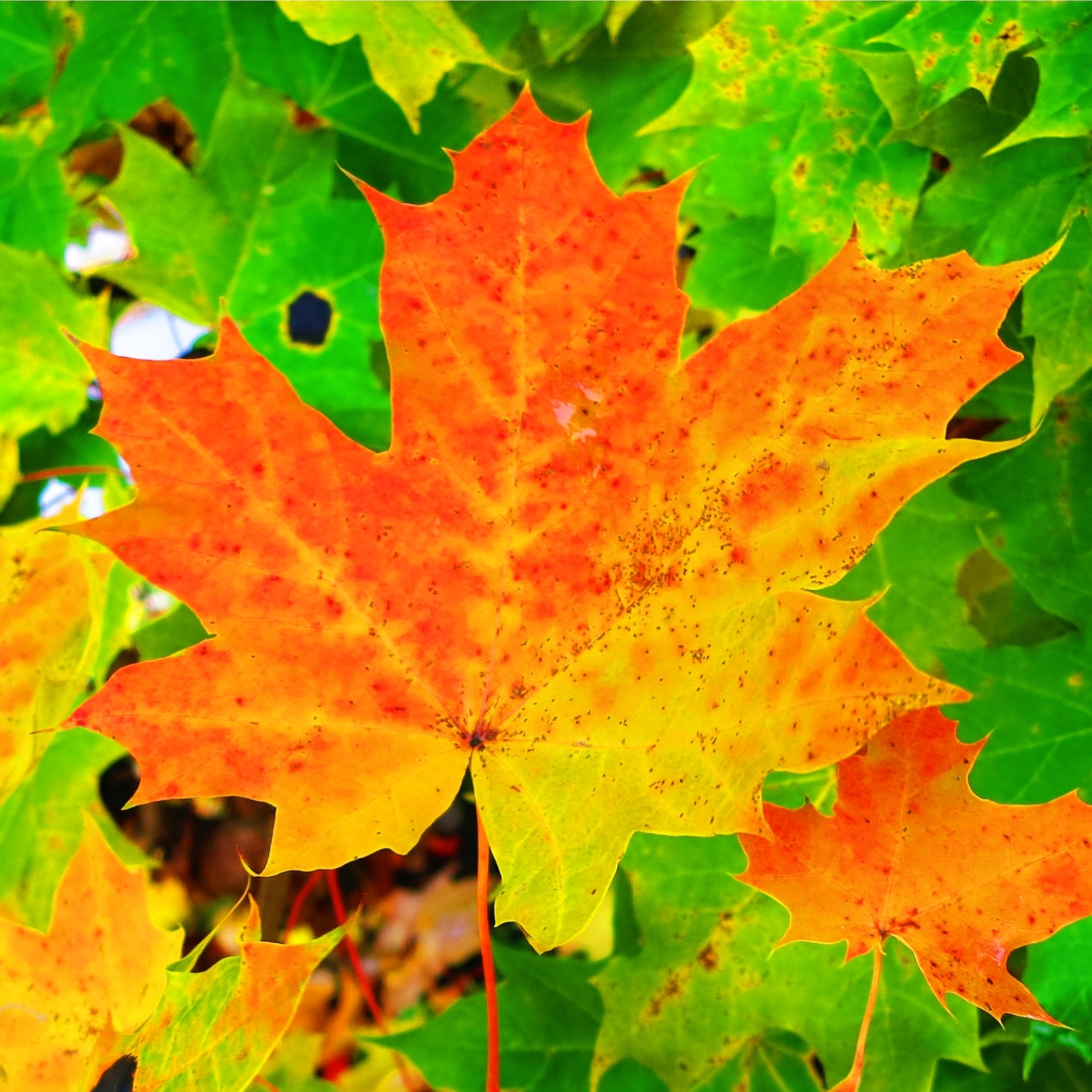 Oktoober on eesti kirjanduse kuu