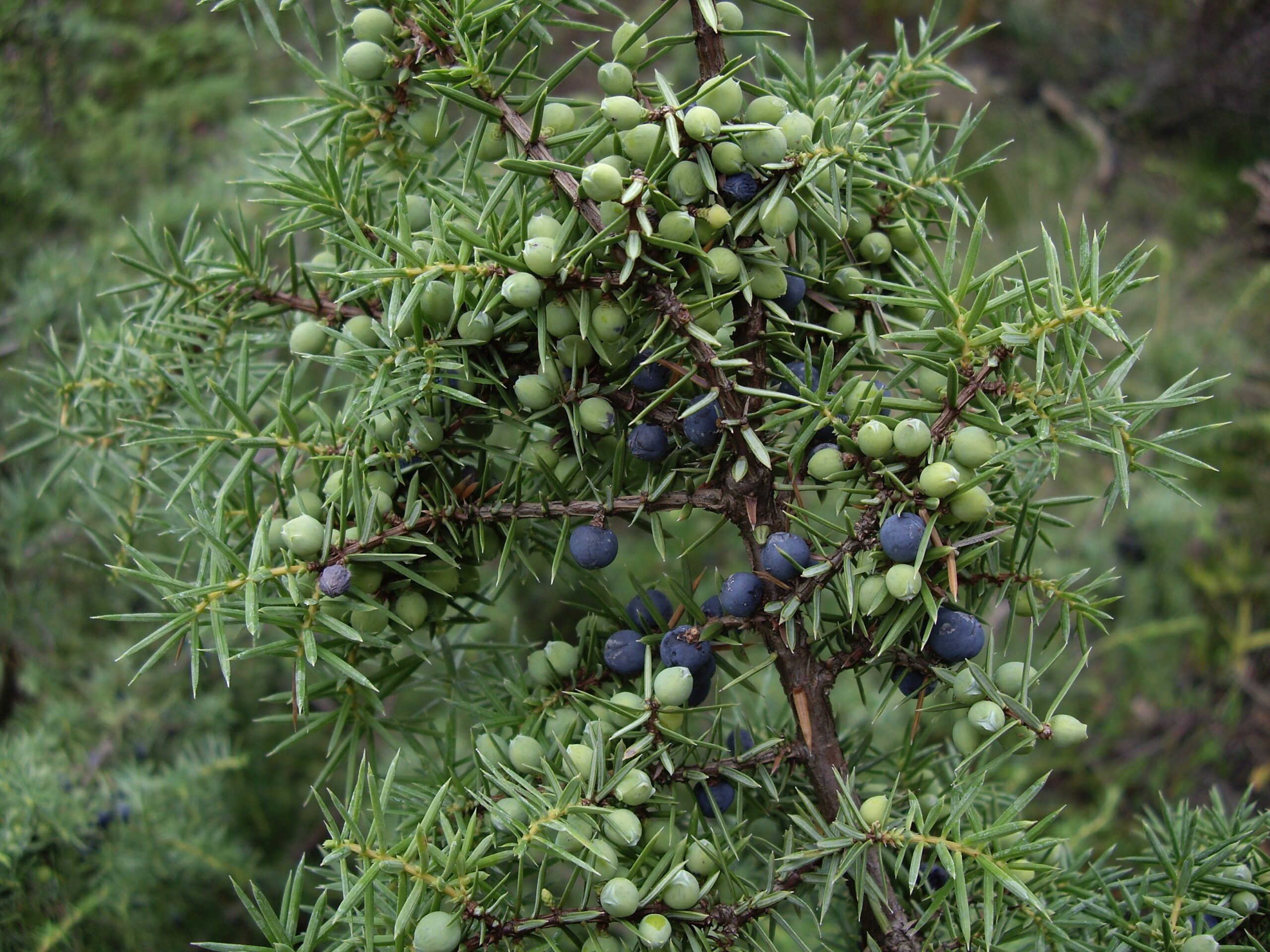 Eesti ravimtaimedest II
