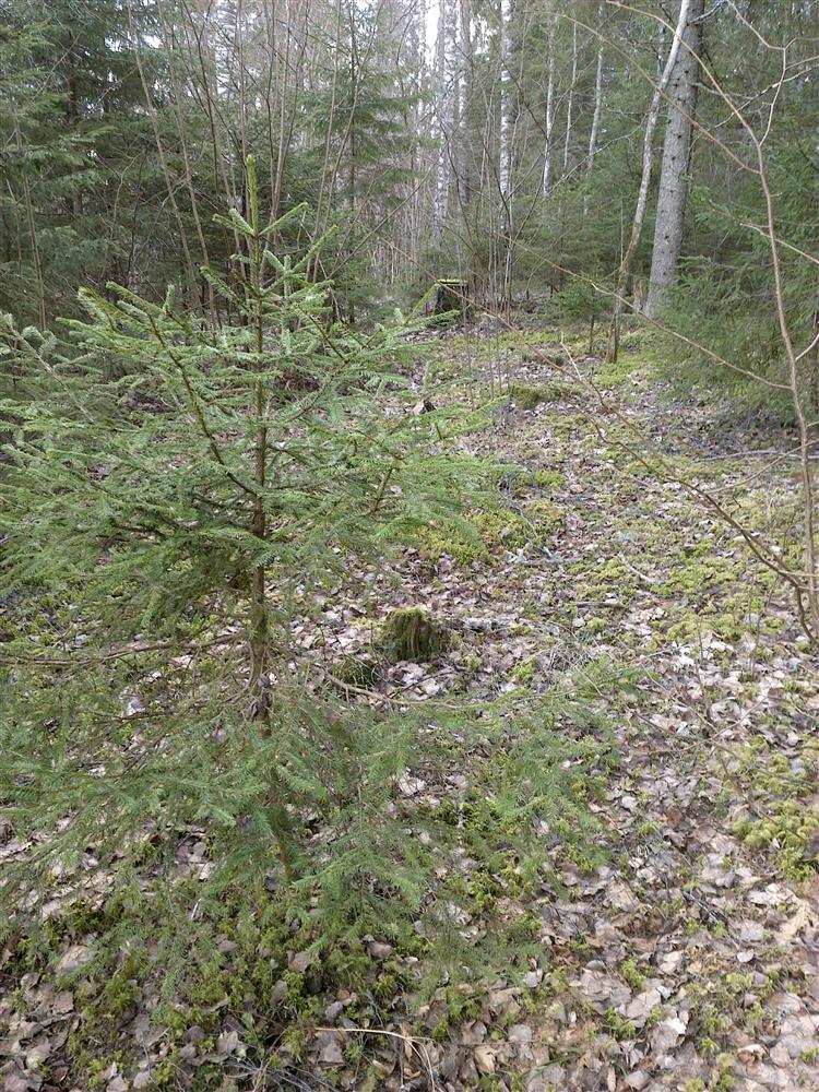 K&auml;ngu j&auml;&auml;nud vihmavarjukuusk