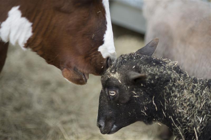 Kes oskab loomade keelt?