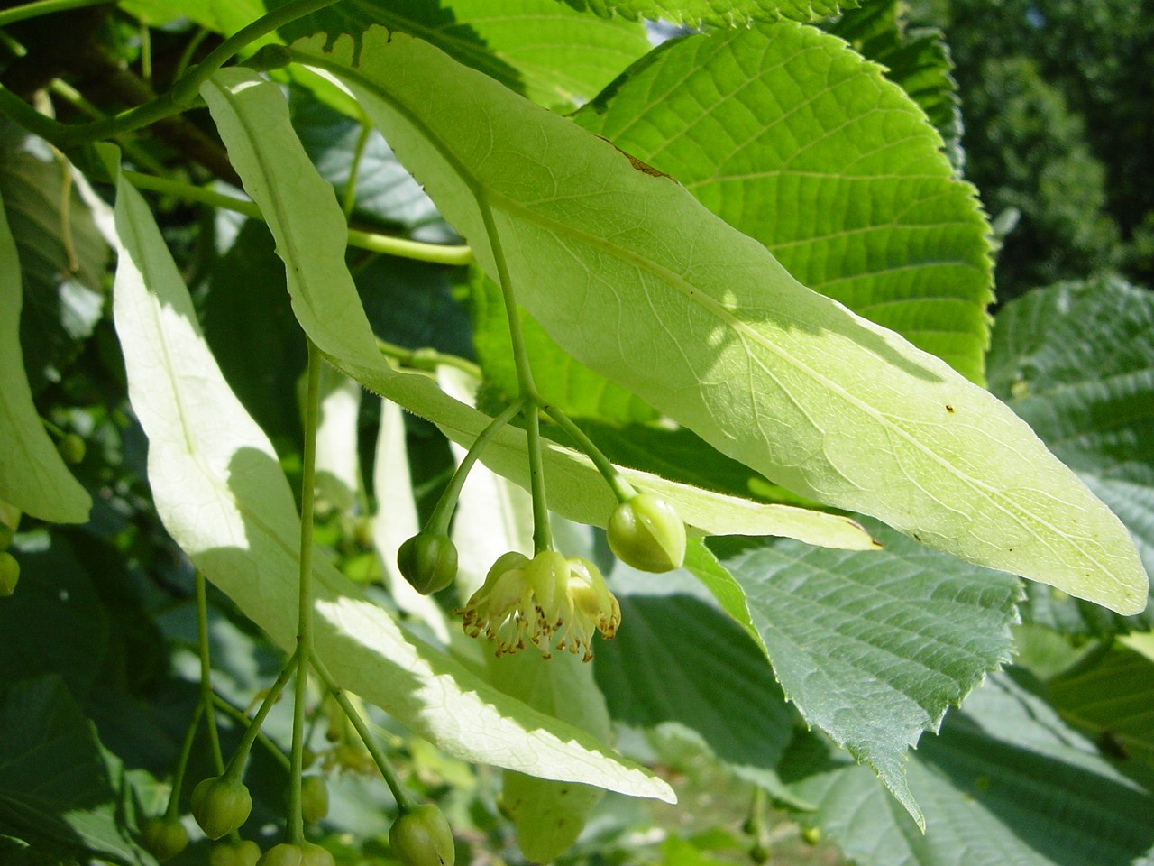 Eesti ravimtaimedest III