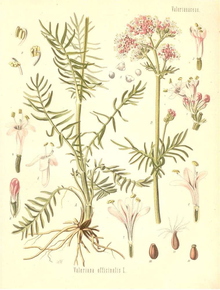 Eesti ravimtaimedest IV