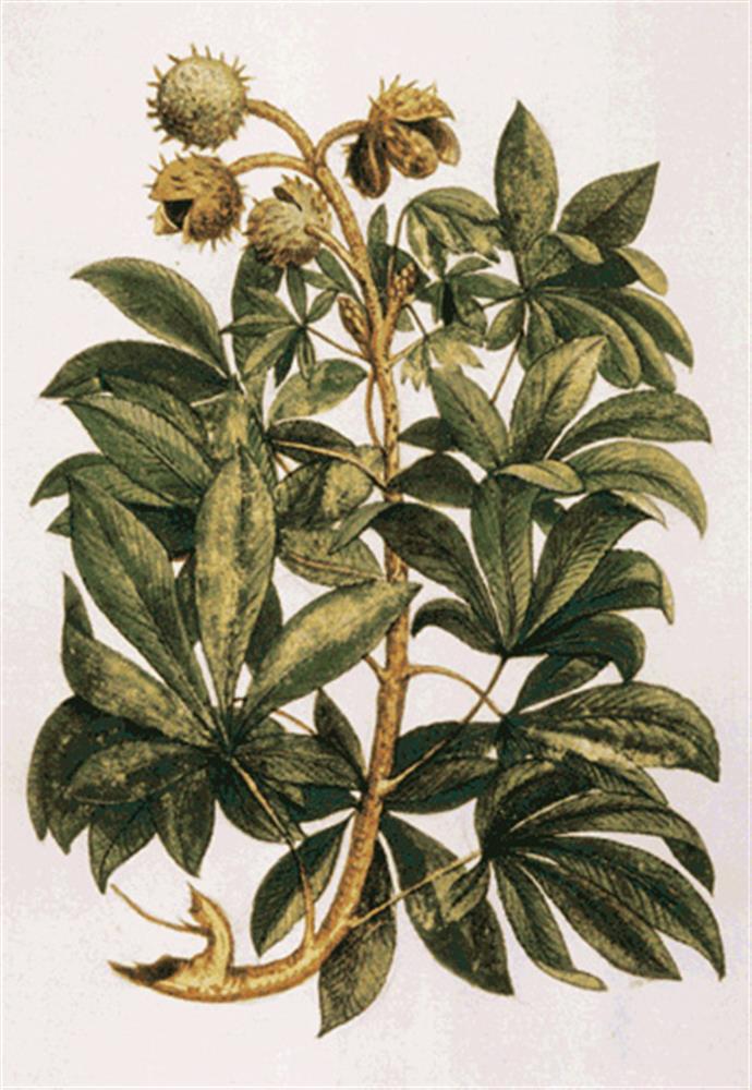 Kui „kastanid“ õitsevad – hobukastanite lugu