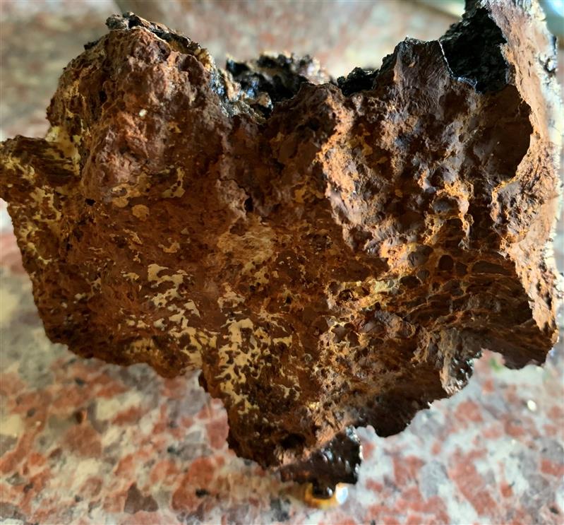 Eesti ravimtaimedest V