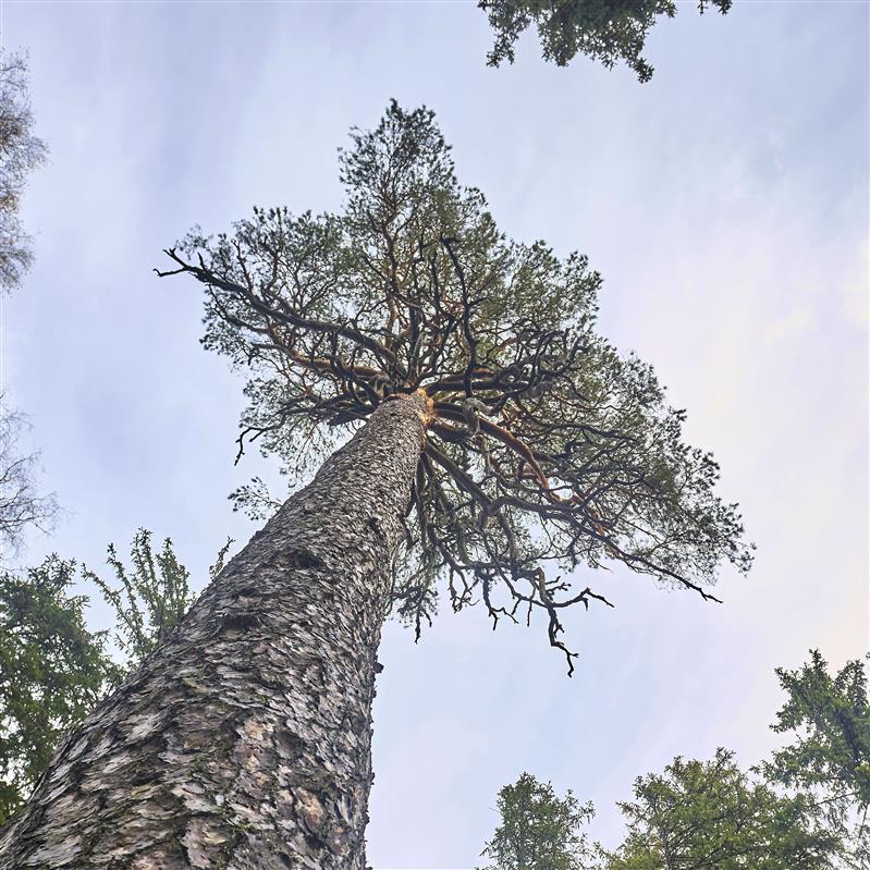 Vanema p&otilde;lvkonna metsameeste AVALIK P&Ouml;&Ouml;RDUMINE Eesti Vabariigi riigikogu ja valitsuse poole