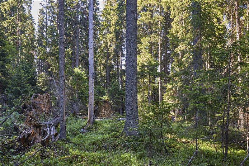 Metsapoleemika neljas aasta: aeg rääkida riigist