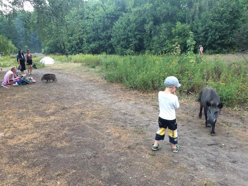 Pilk Berliinist VII  – Metssiga Elsa ja tema kodulinn