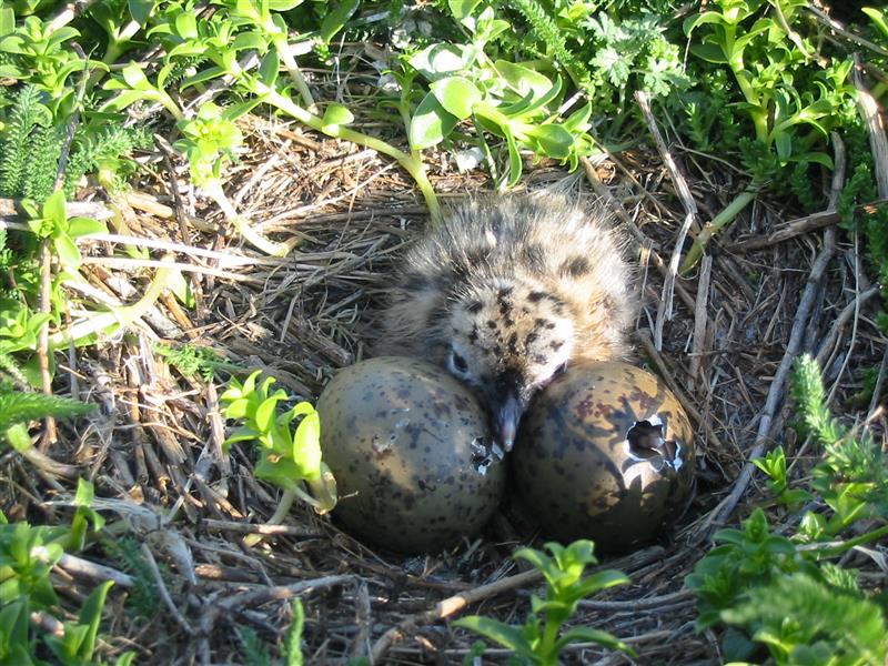 Evolutsioonibioloogiline pereelu