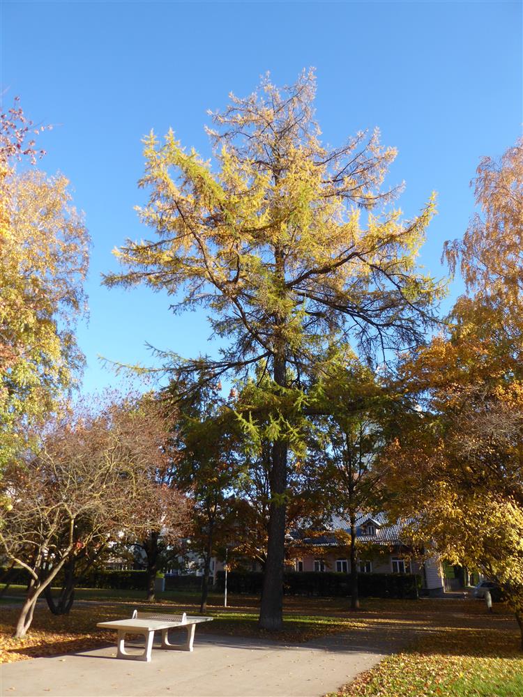 Lehise lugu ehk Üks puu Tartu ülikooli botaanikaaia endises asukohas ja sellest lähtuvad loomerajad