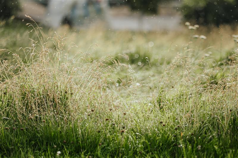 Märka ja hooli – ka linnaparkide rohelusest