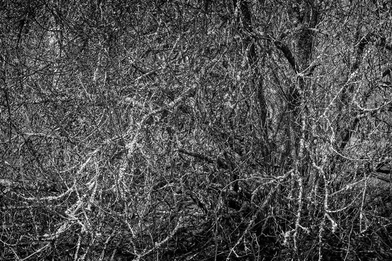 Tagasihoidlikkus. Hybris ja h&uuml;briid