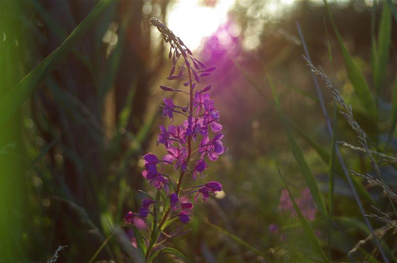 Eesti ravimtaimedest VIII
