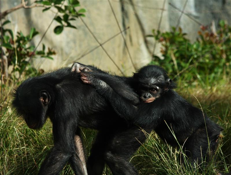 Evolutsioonibioloogiline argielu