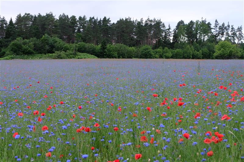 Paiga vaim ja vaimu paik