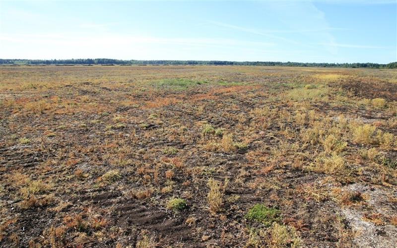 Glüfosaadisaaga jätkub II