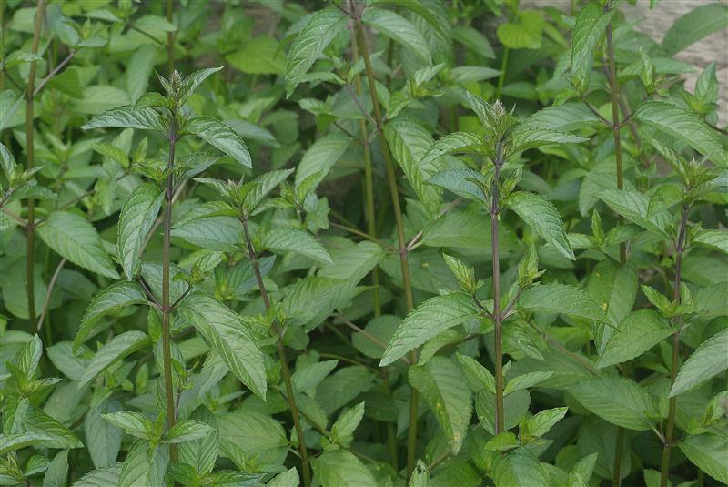 Eesti ravimtaimedest IX