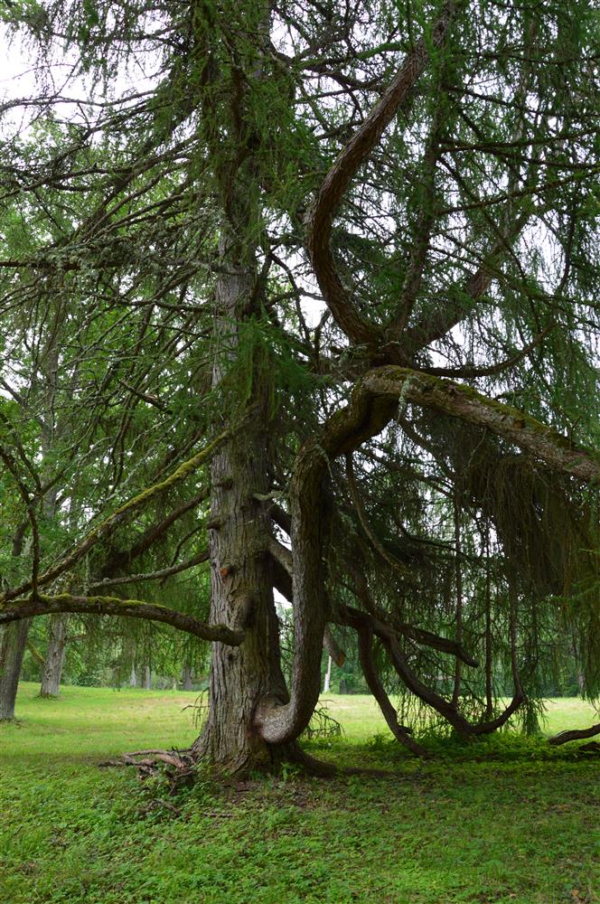 Dendrokronoloogia puurib läbi puude pilgu ajalukku