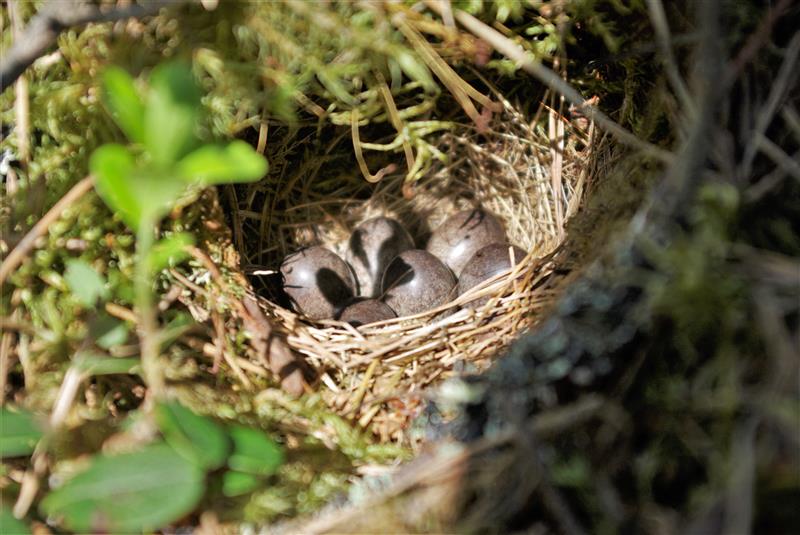 Kevadine raie viib metsalinnu hukule
